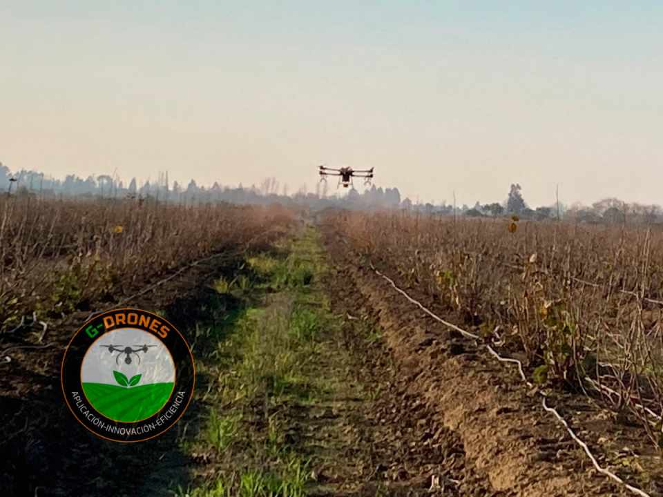 Aplicaciones fitosanitarias con Drones en Avellanos Europeos Parral