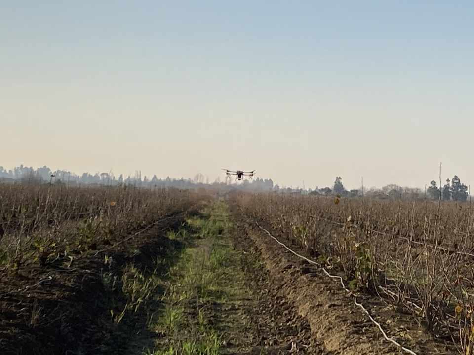 Aplicaciones fitosanitarias con Drones en Avellanos Europeos Parral