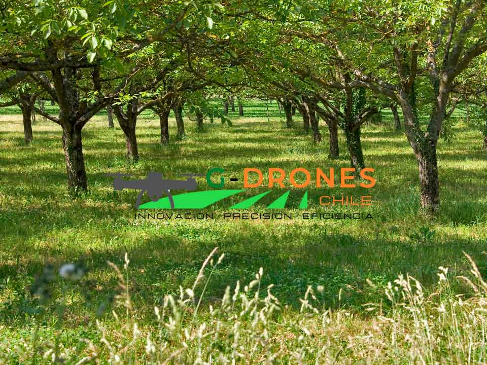 Aplicación de fitosanitarias con Drones en nogales