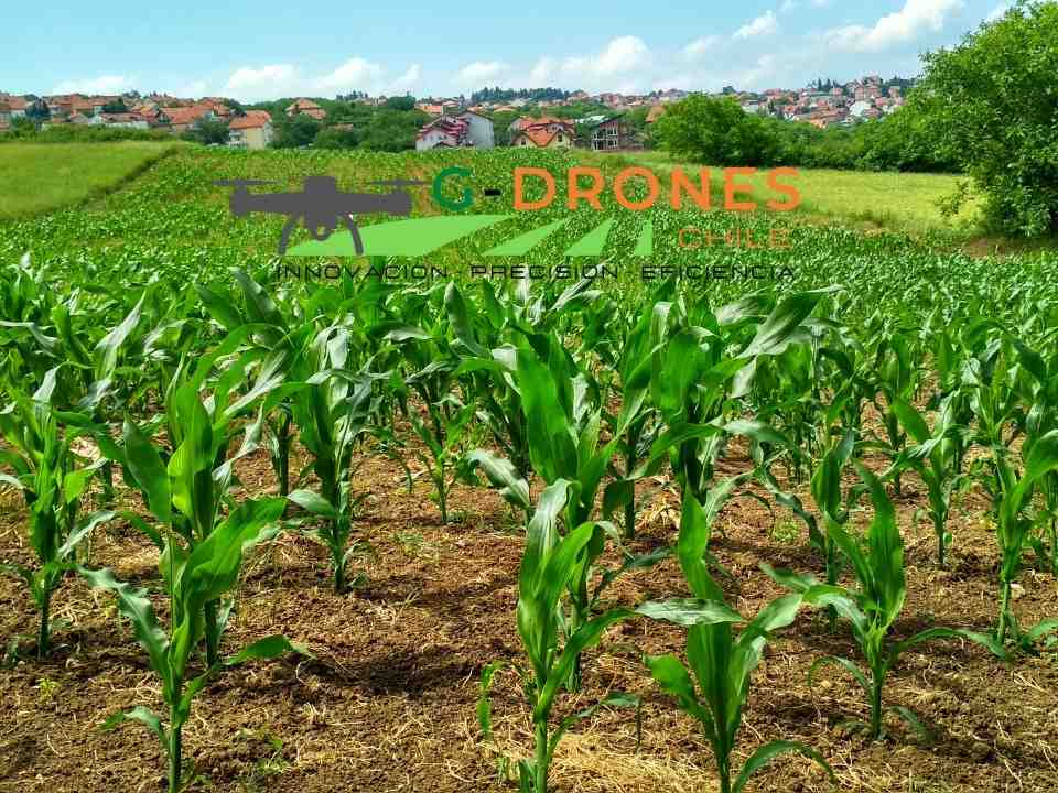 Aplicación de fitosanitarias con Drones para maíces dulces